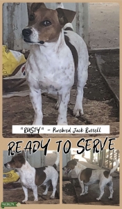 STUD DOG - Purebred Jack Russell  Listing Image