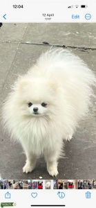Beautiful Russian Pomeranian proven stud  Listing Image