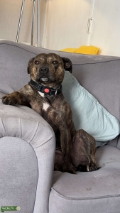 Staffy bitch for breeding Listing Image