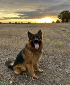 Chunky Black and Tan German Shepherd Listing Image
