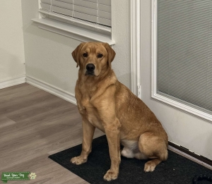 Fox Red Lab Listing Image