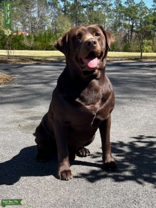 Chocolate Lab Stud Listing Image