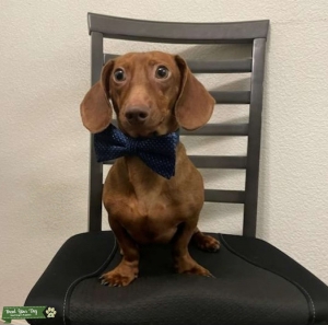 Dachshund short hair. Listing Image