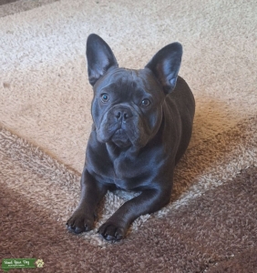 Blue french bulldog stud Listing Image