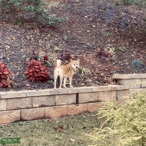 Shiba Inu Listing Image