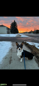 Prembroke Welch Corgi  Listing Image