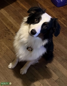 Black Tri Aussie READY to MATE Listing Image
