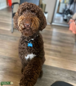 Chocolate Standard Poodle Listing Image
