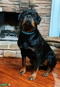 Seeking a Rottie love match  Listing Image