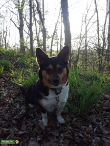 Borgie (corgi border collie) Listing Image