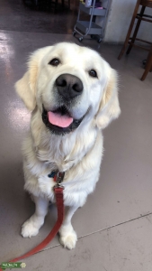 English Golden for Stud Listing Image