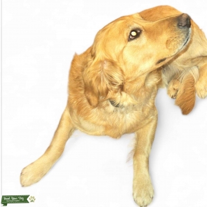 Golden Retriever Listing Image