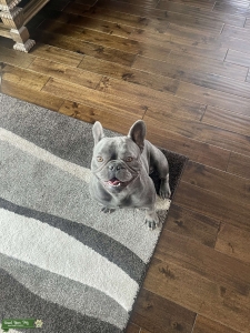 Blue French Bulldog Stud Listing Image