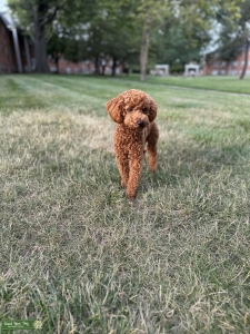 Money the red toy poodle Listing Image