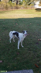 Long Hair Whippet Listing Image