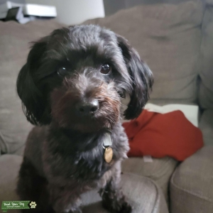 Yorkie Poo Listing Image