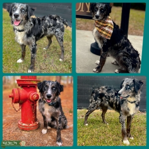 Champion Bloodlines AKC/ASCA Standard Australian Shepherd Listing Image