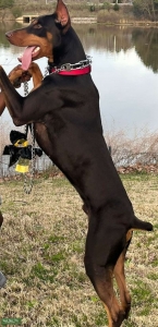 DOBERMAN STUD Listing Image