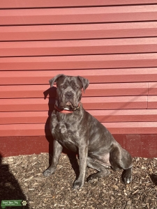 Beautiful full bred Listing Image