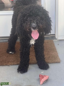 F1B Bernedoodle Stud  Listing Image