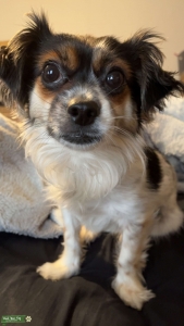 Papillon shitzu  Listing Image
