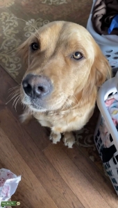 Purebred Family Golden Retriever Listing Image