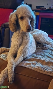Red Standard Poodle Listing Image
