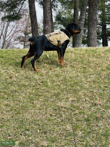 Our Stud Kash Listing Image