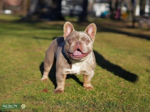 Stud service Isabella tan merle that carries fluffy and testable in tristate shipping is also available  Listing Image