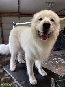 I want to Breed my Great Pyrenees  Listing Image