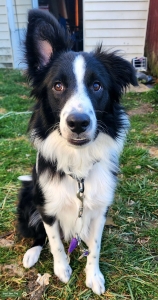 Border collie for stud  Listing Image