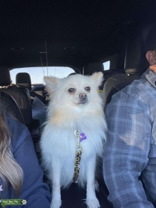 Looking to breed Listing Image