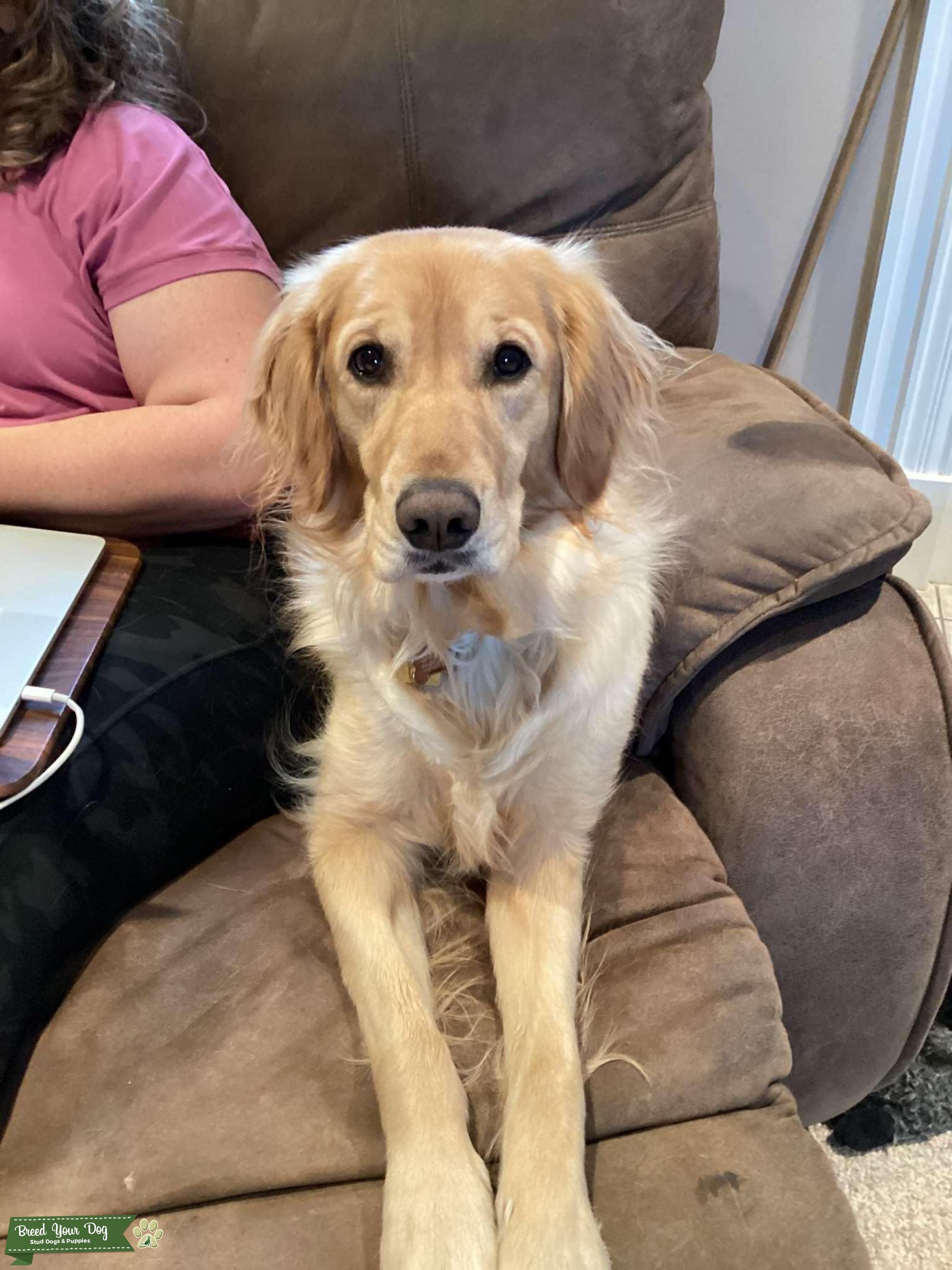 AKC Golden Retriever Stud Dog in Kalamazoo MI, the United States