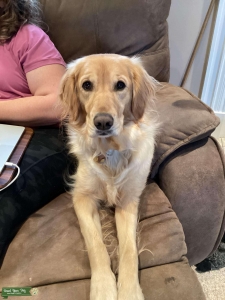 AKC Golden Retriever Listing Image