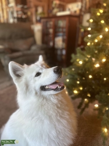 AKC CGC female Samoyed looking for stud Listing Image