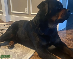 Fully registered AKC Stud  Listing Image
