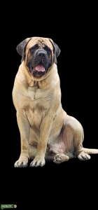 English Mastiff ((Fawn) Listing Image
