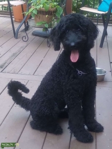 Medium Stud Golden Doodle for hire  Listing Image