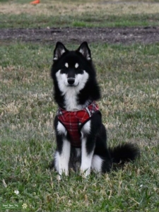 F2 Male Pomsky Stud Listing Image