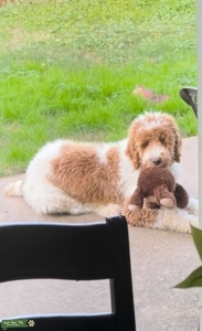AKC Certified Pedigree, Handsome White and Apricot Standard Poodle Stud  Listing Image