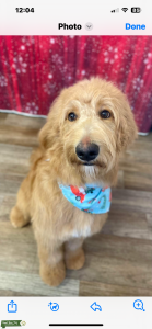 Golden doodle (double doodle) stud  Listing Image