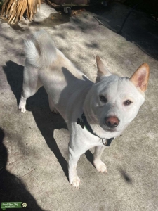 White/Cream Shiba Inu Stud Available Listing Image