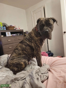 Cane Corso & Mastiff Listing Image
