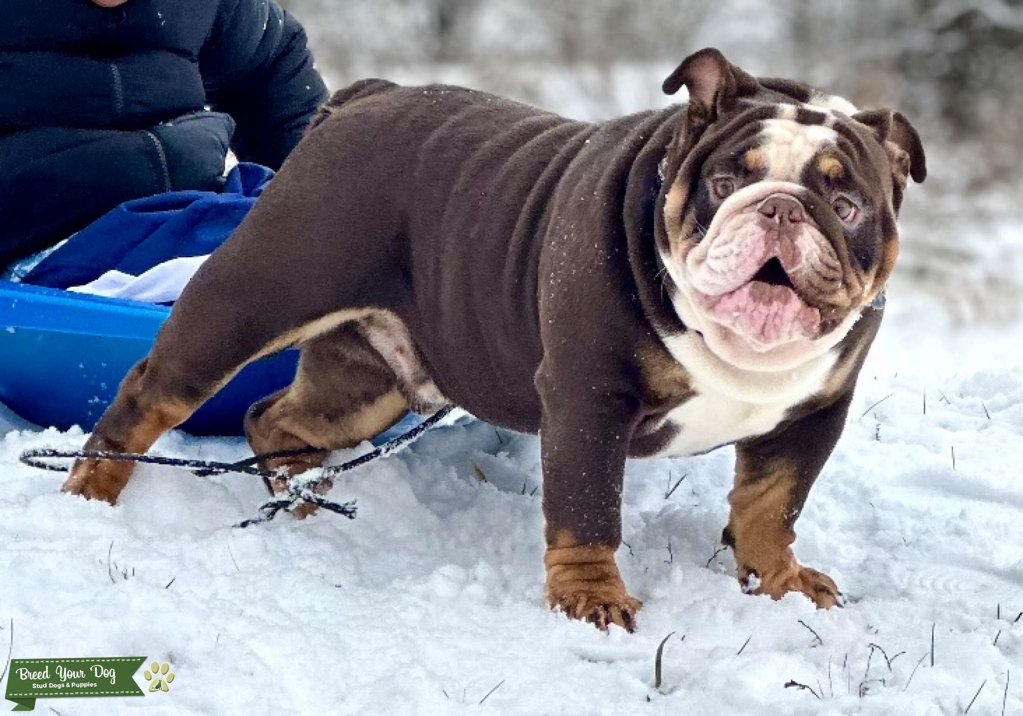 Chocolate tri English bulldog stud Stud Dog in Virginia , the United