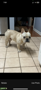 Cream French Male Listing Image