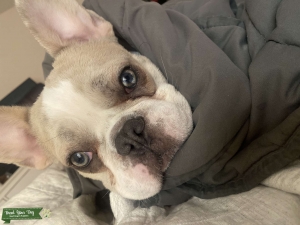 French Bulldog Stud Available- Fluffy Carrier Listing Image