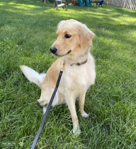 Beautiful Golden Retriever Listing Image