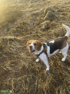 Beagle  Listing Image