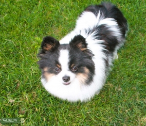 AKC & CKC Parti Pomeranian Listing Image