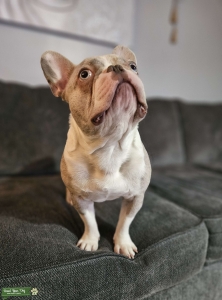 French bulldog Listing Image